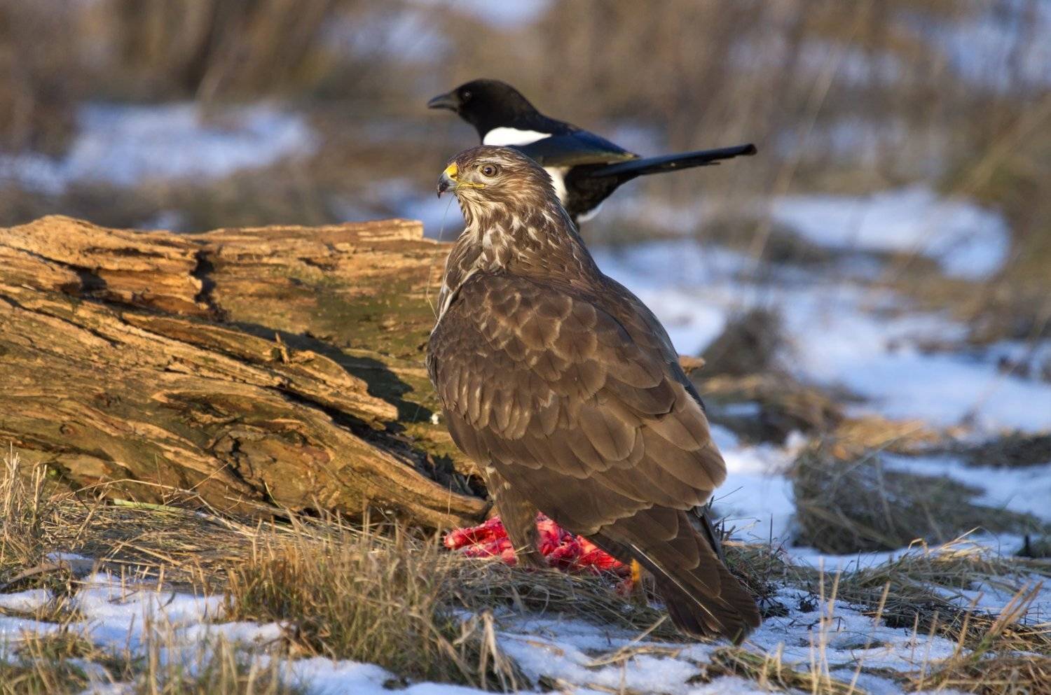 , Александр Гусар