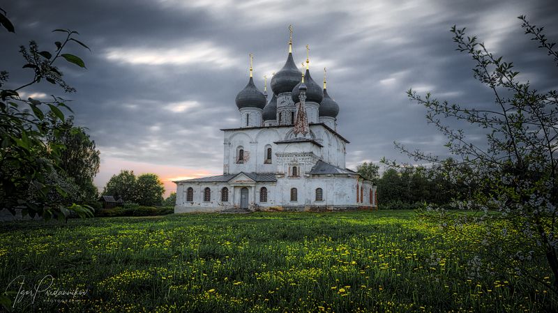 Одуванчики фото превью