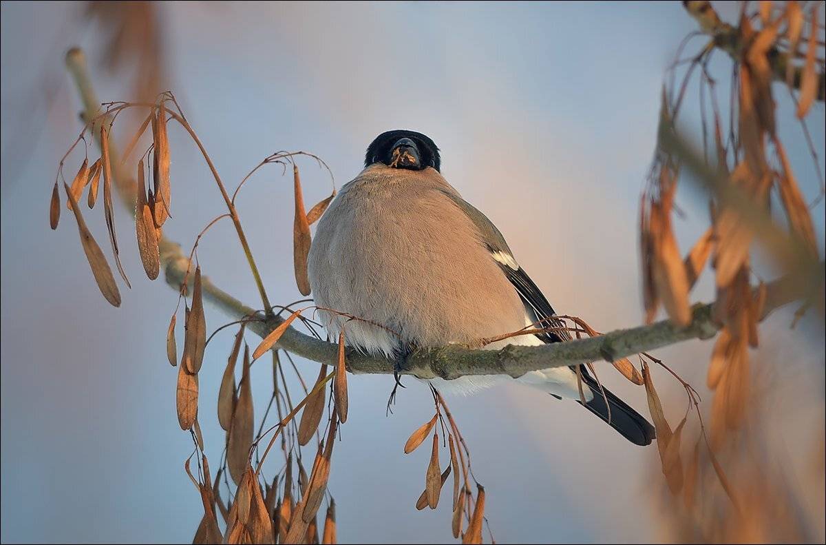 снегирь, Андрей Медведев