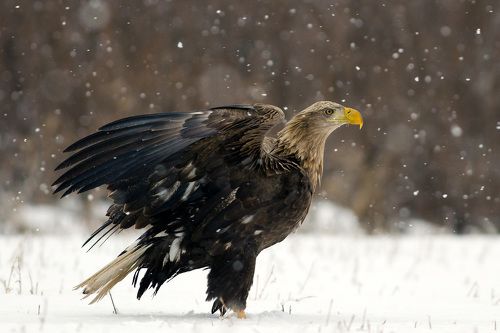 White tailed eagle