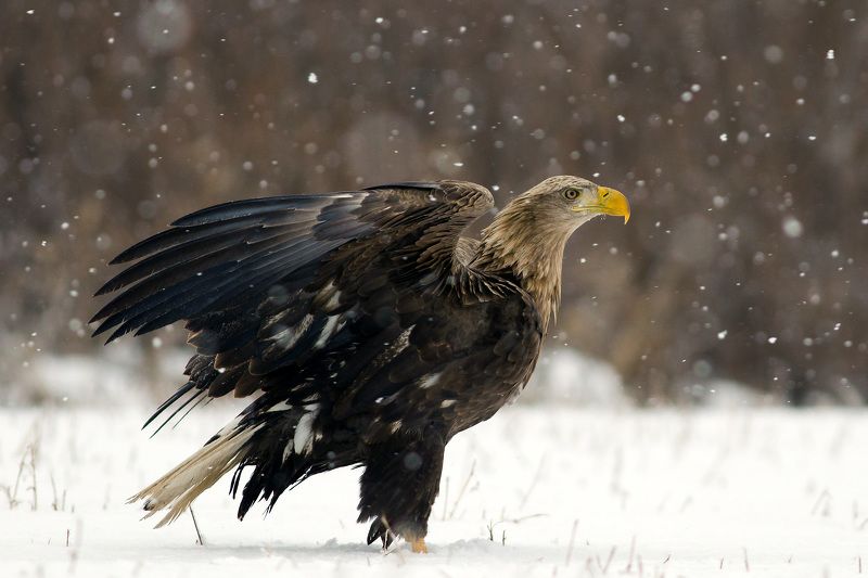 eagle, bielik, orzeł, wildlife, bird, snow, winter White tailed eagle фото превью