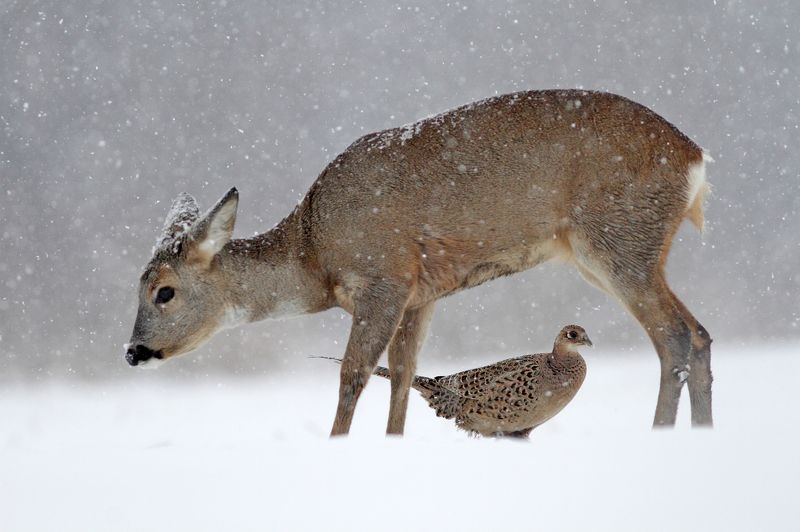 pheasant, deer, roe deer, winter ,snow, blizzard Roe deer and pheasant фото превью