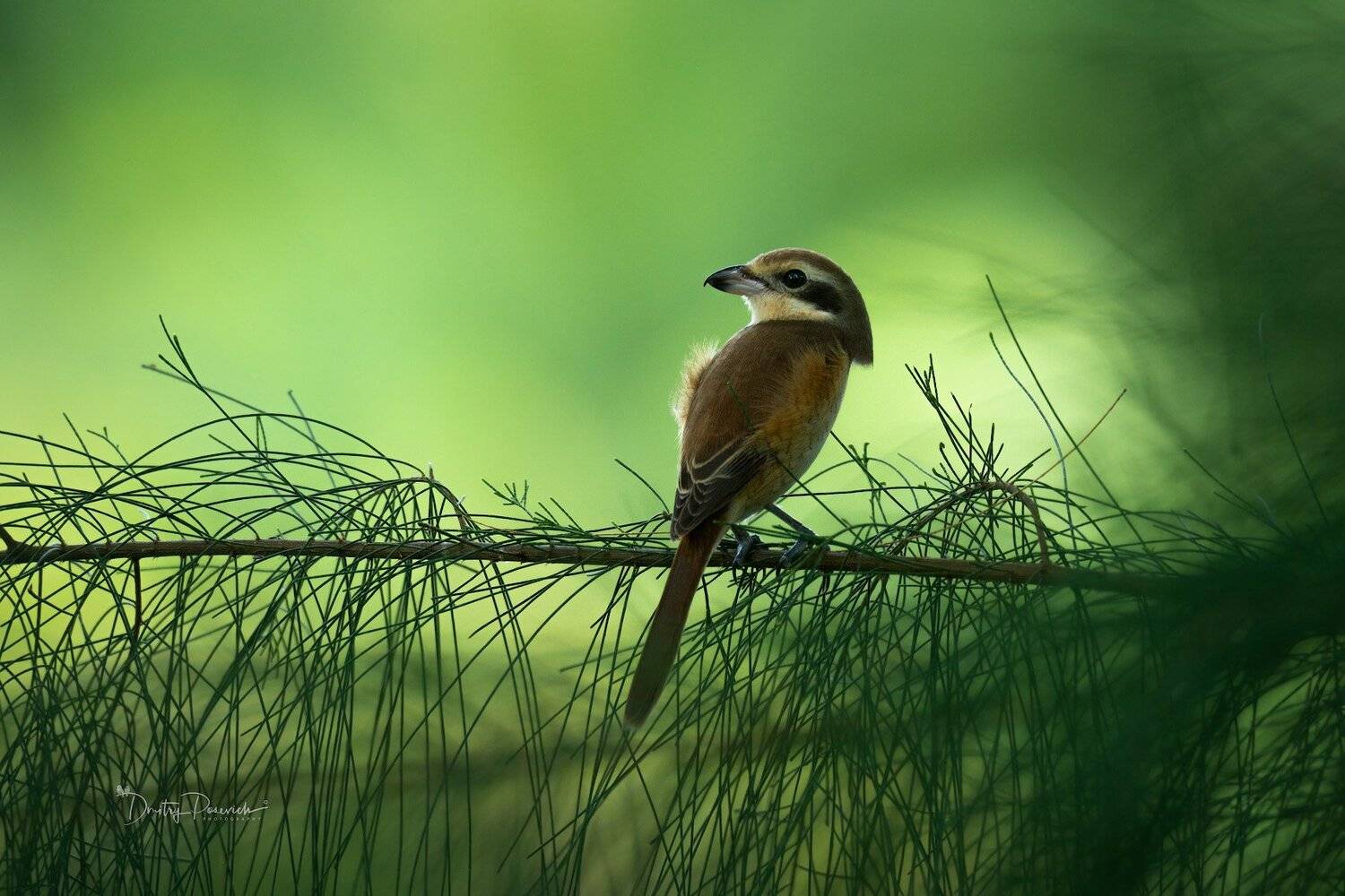 природа, животные, птицы, вьетнам, остров фукок, Дмитрий Посевич