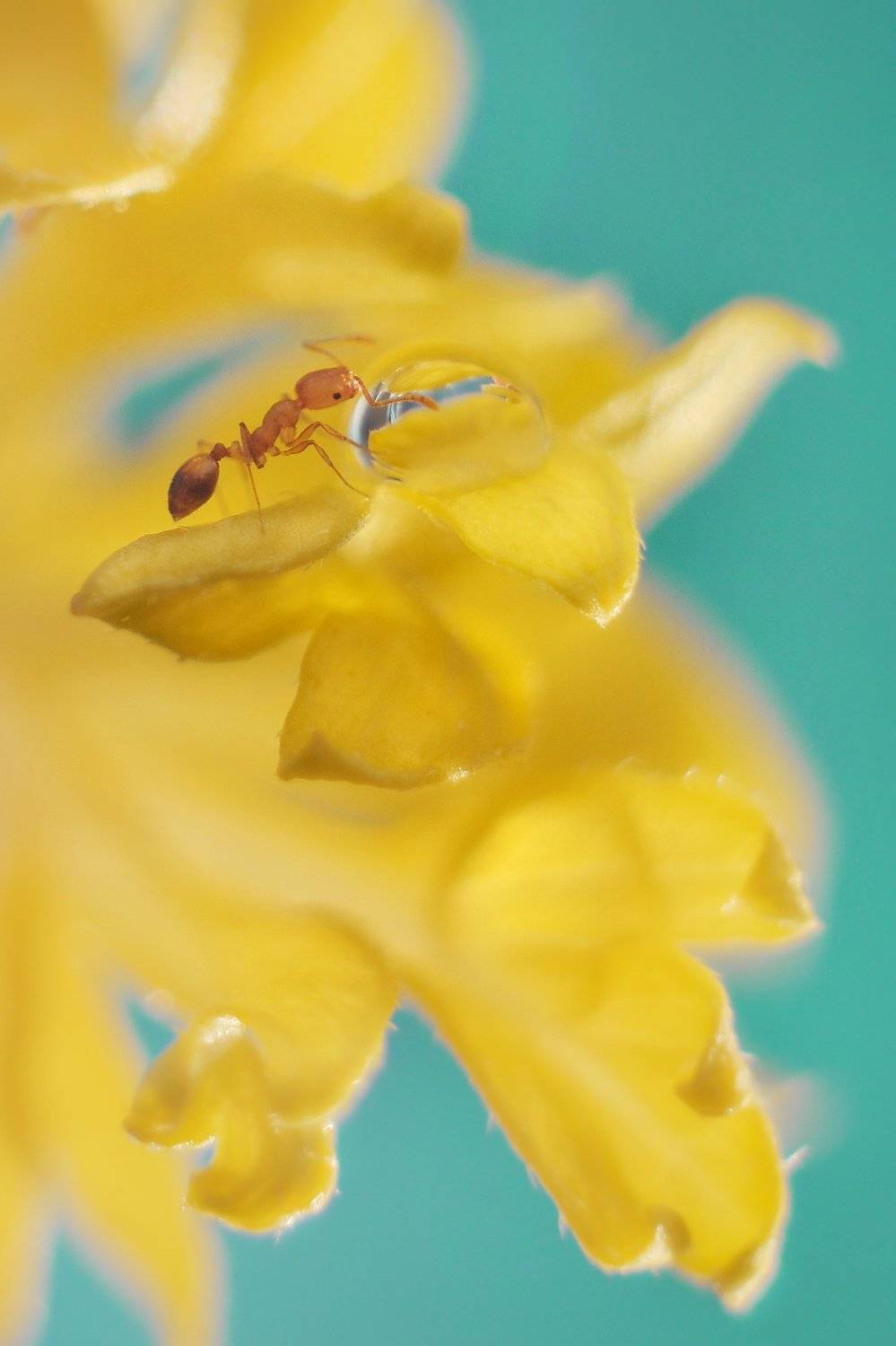 , Воинкова Ирина