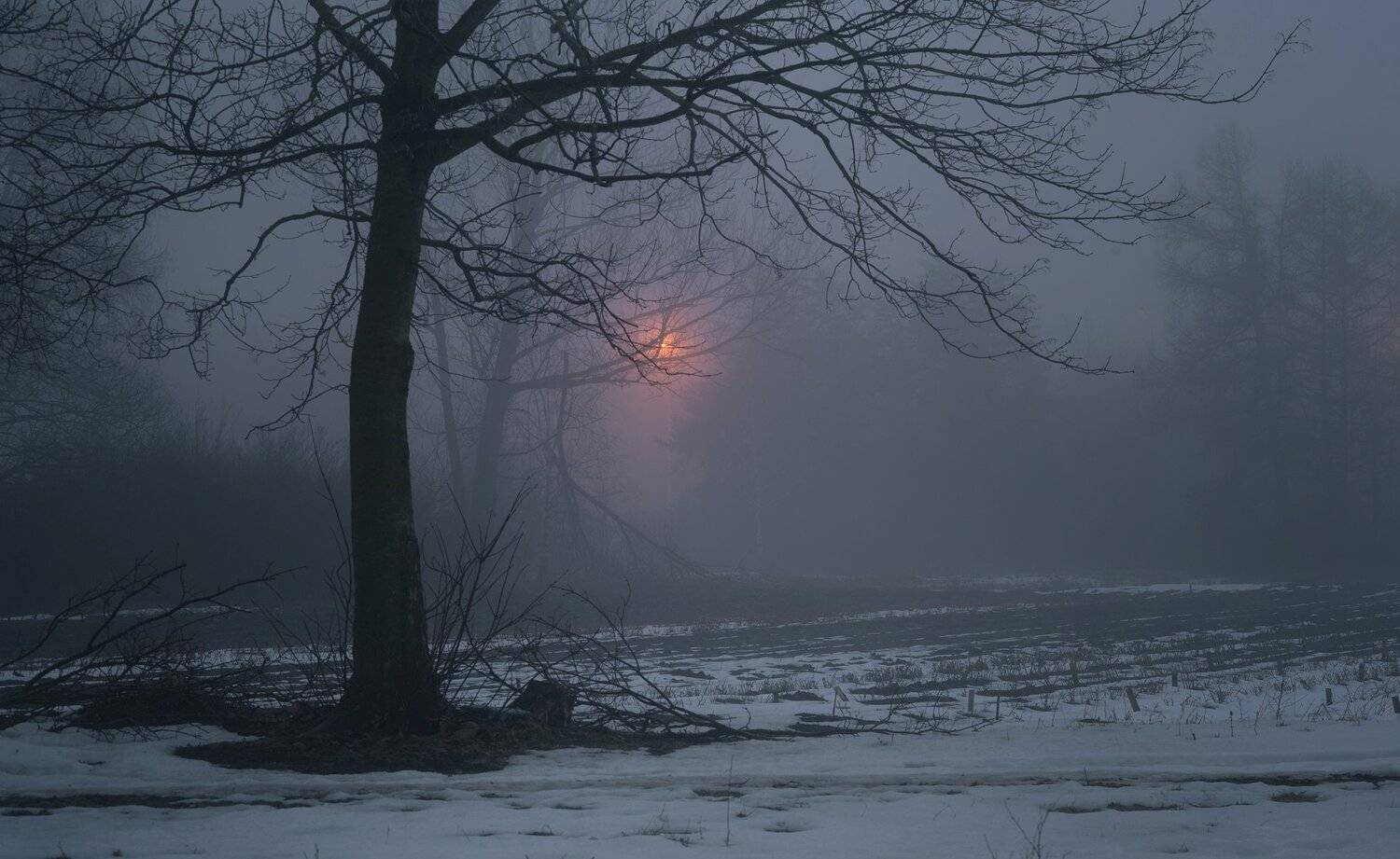 зима лес снег ночь туман, Александр Жарников