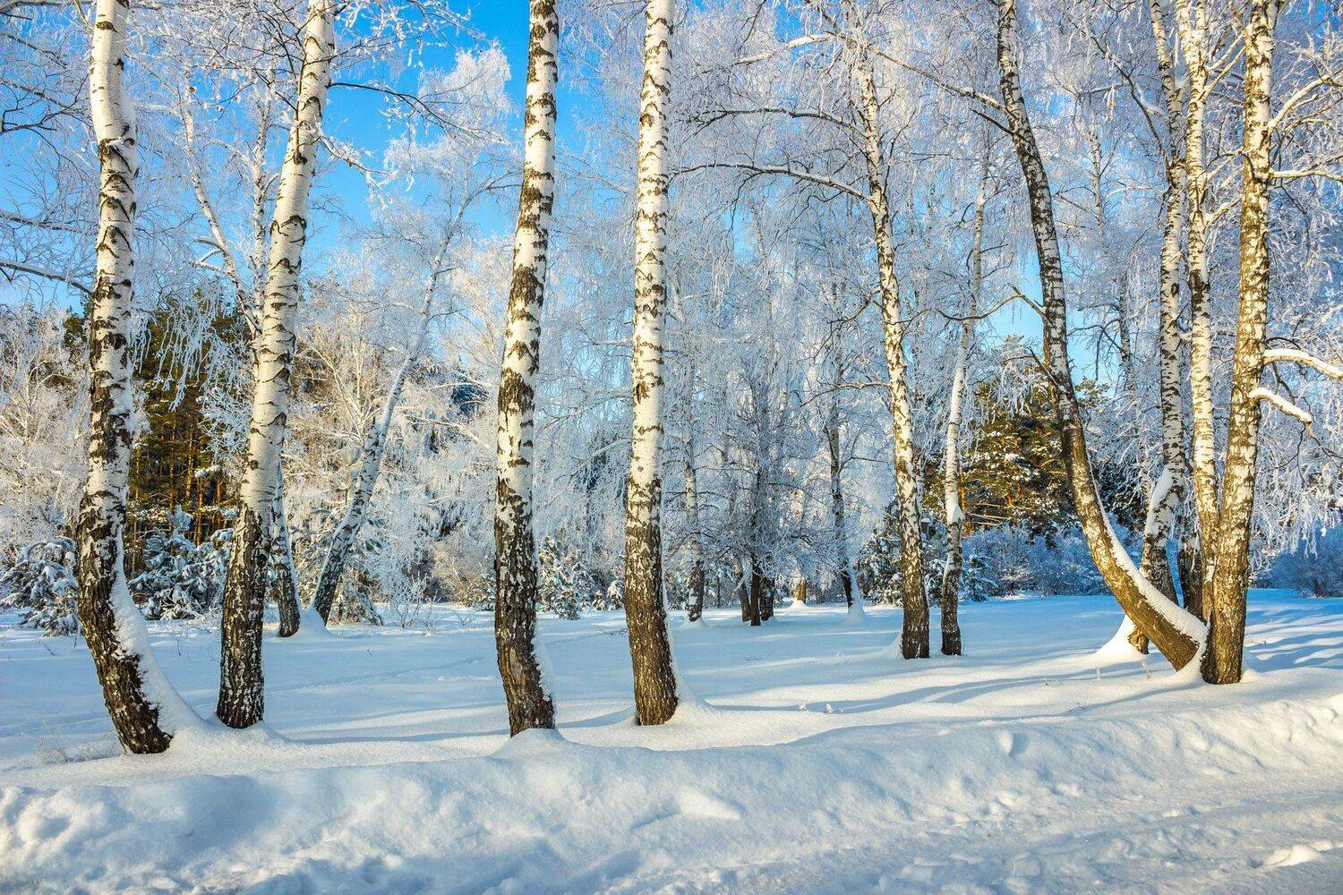 сосны, снег, мороз, лес, иней, зима, заповедник, берёзы, Руслан Востриков