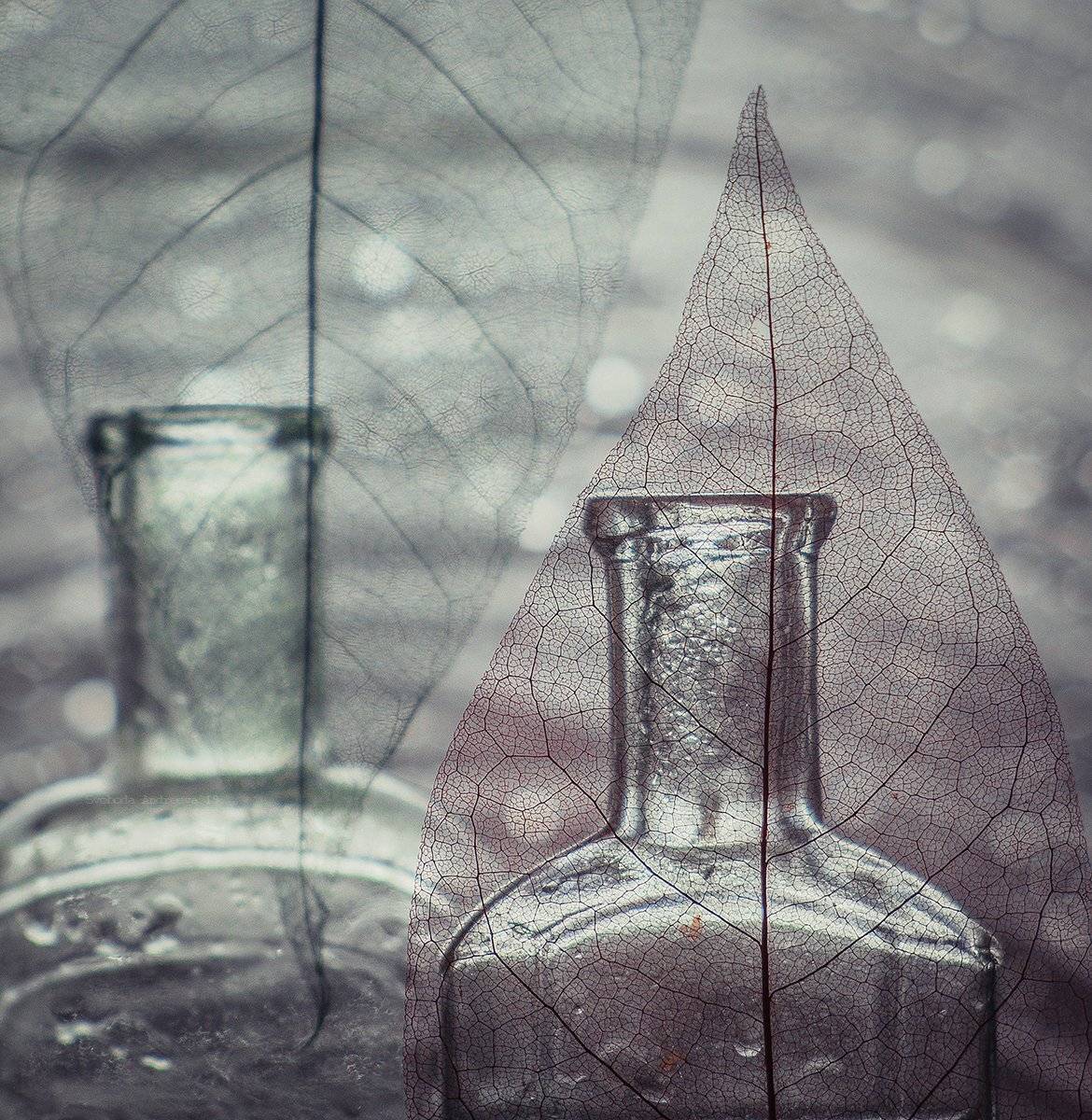, Svoboda Andreeva