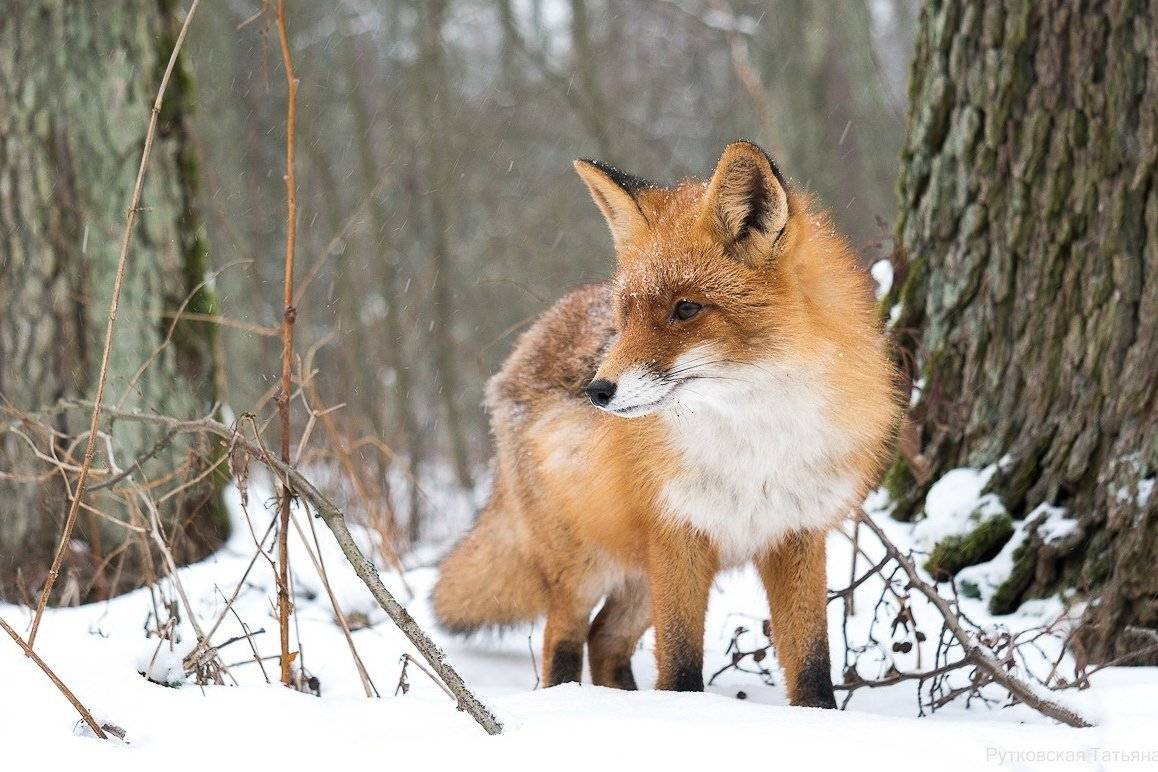 , Татьяна Рутковская