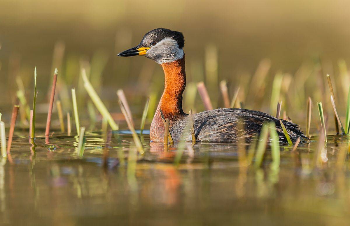 , Sławek Przybylski