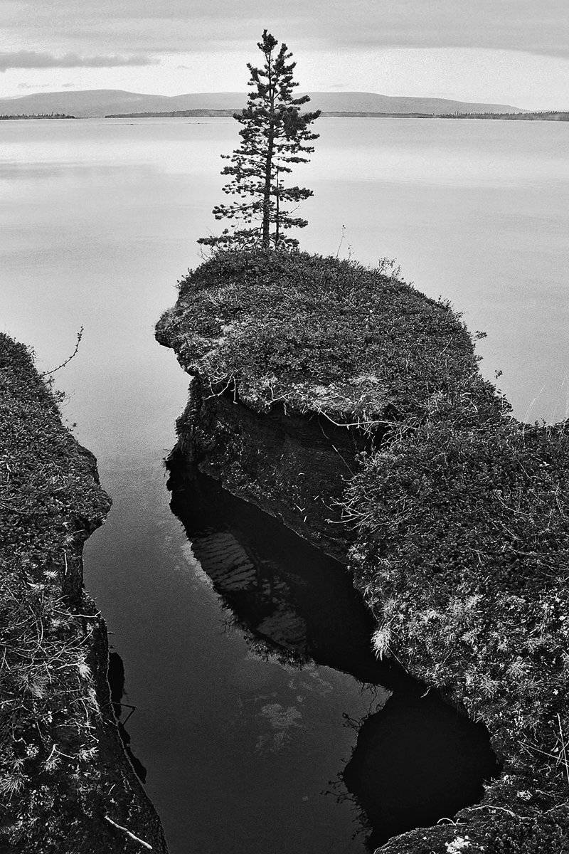 озеро, сосна, берег, край, чб, апатиты, Николай Смоляк