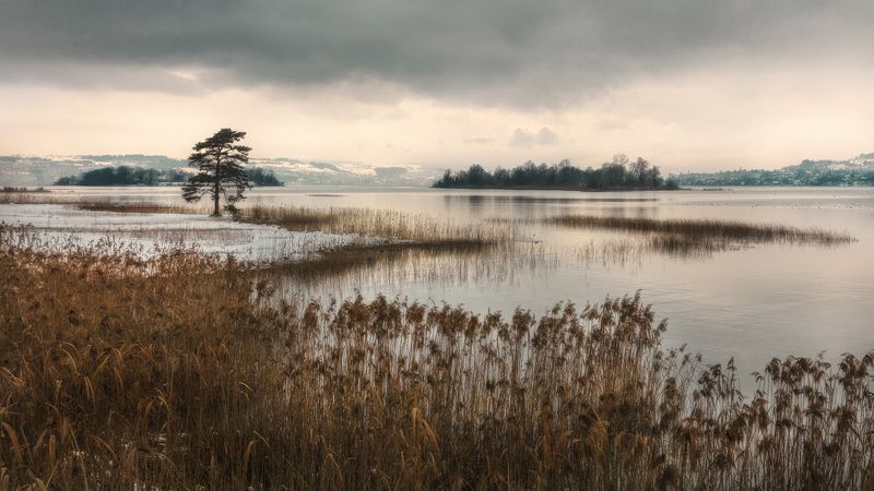 остров, озеро, облака, дерево, вечер Вечер близ Рапперсвиль-Йона. фото превью