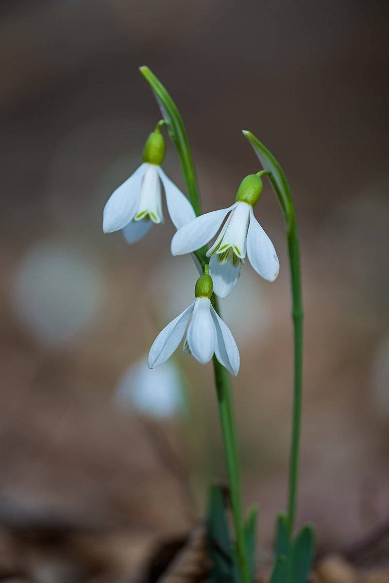 природа, макро, растения, цветы, галантус, подснежники, Александр Земляной