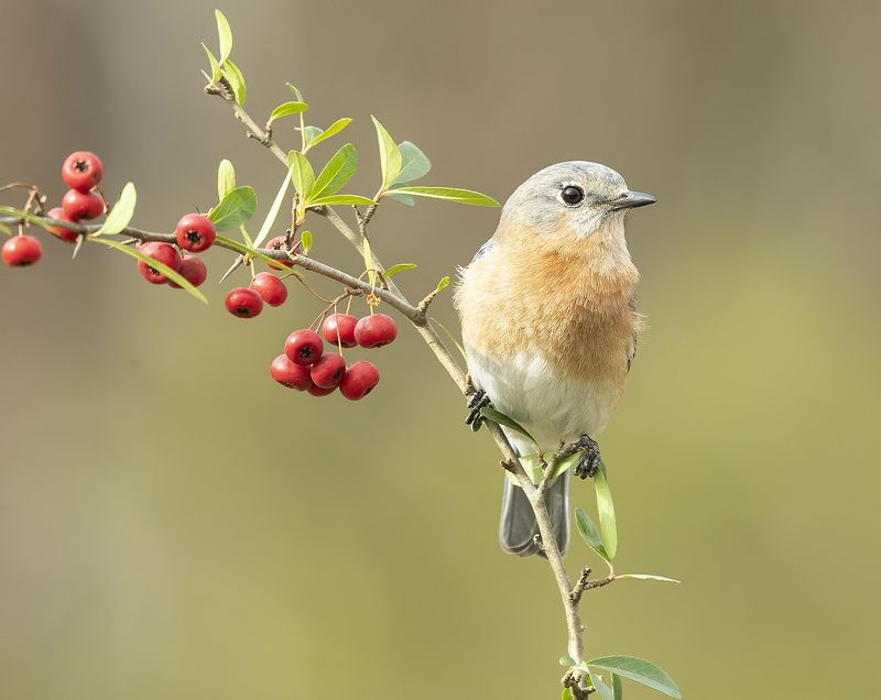 восточная сиалия, eastern bluebird,bluebird Любительница ягод. Восточная сиалия (самка) - Eastern Bluebird female фото превью