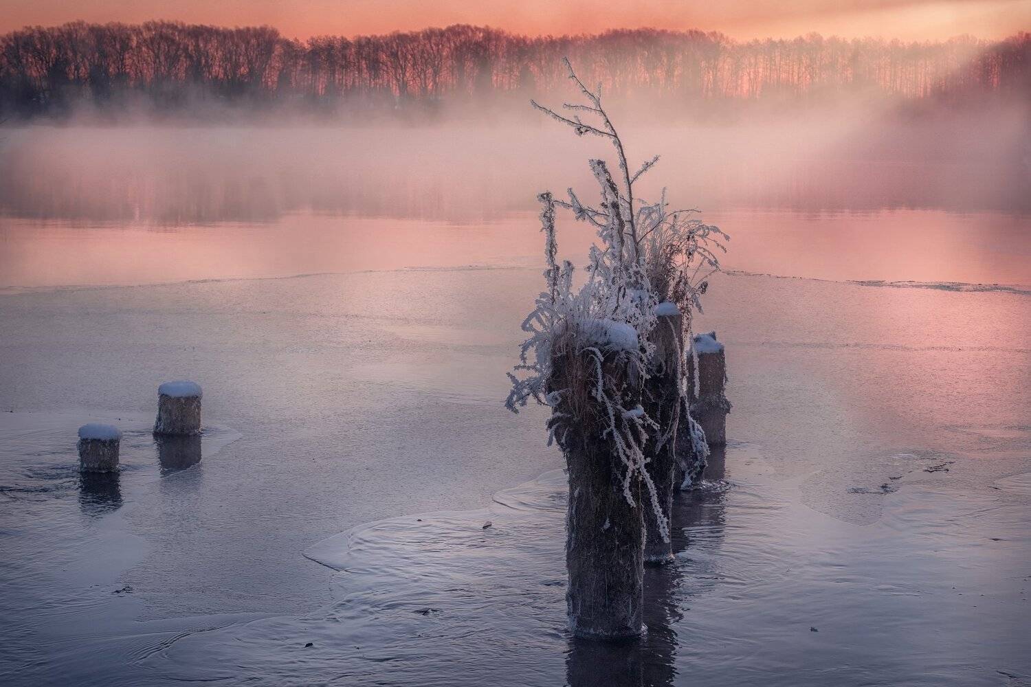 шатура, озеро, белое, пейзаж, столб, свая, живое, ростки, иней, лед, снег, туман, пар, зима, изморозь, рассвет, солнце, Андрей Чиж