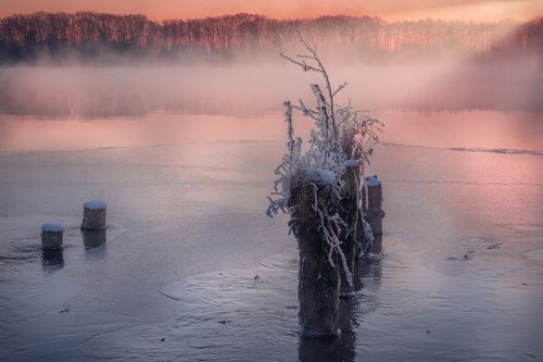 Замерзшее, но живое