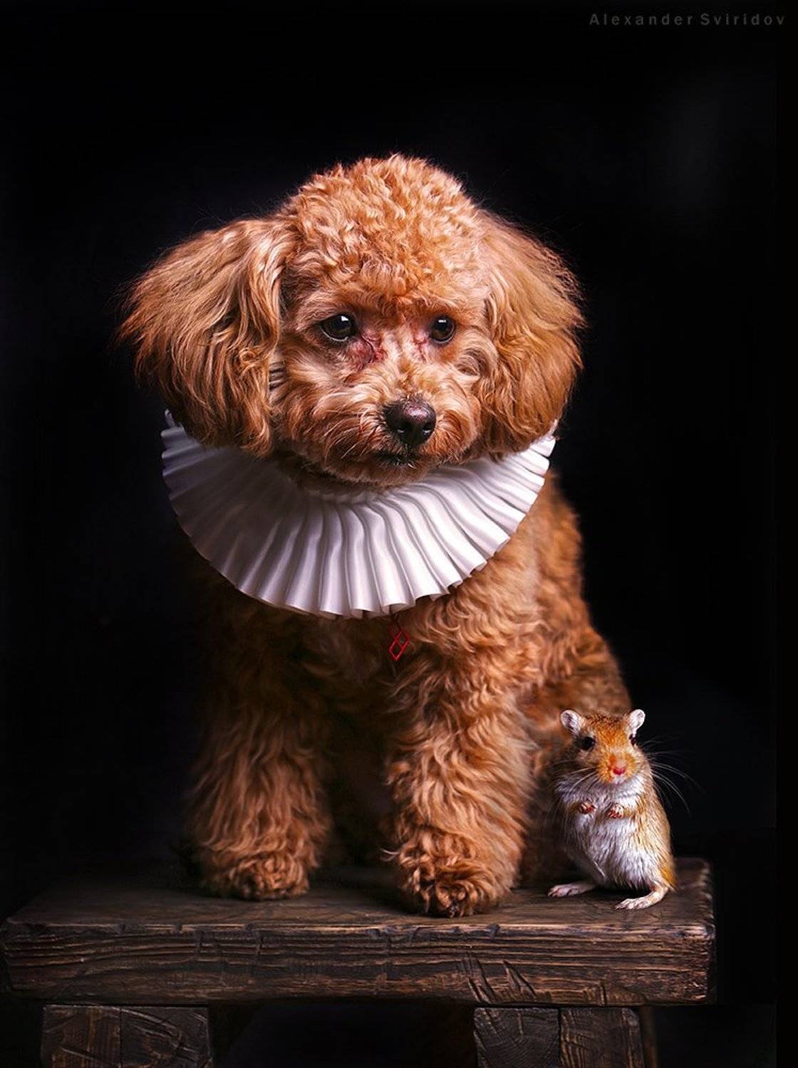 Poodle, Alexander Sviridov