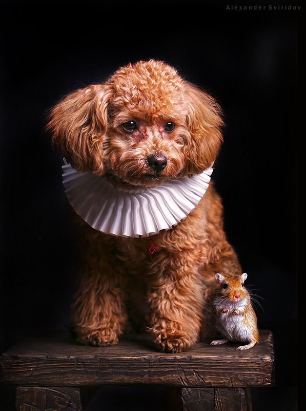 My Pets фото превью
