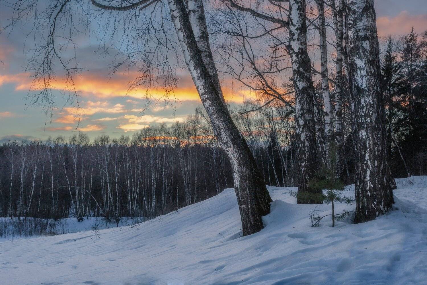 закат, лес, природа, пейзаж, Мартыненко Дмитрий