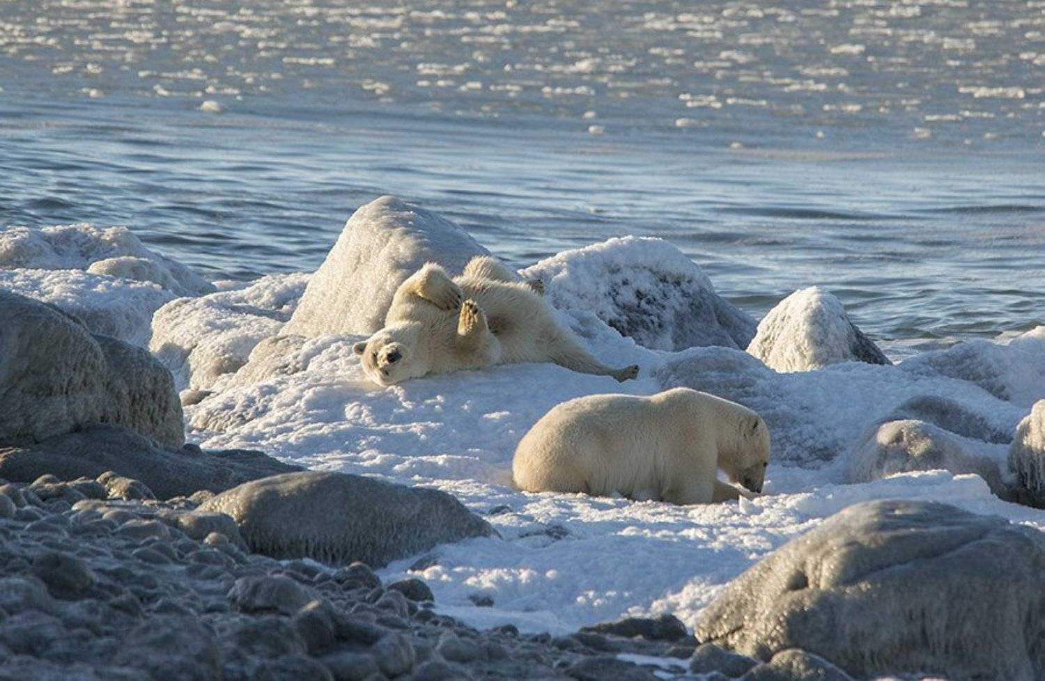 чукотка арктика море медведь белый полярный морской мыс кожевникова, Максим Деминов