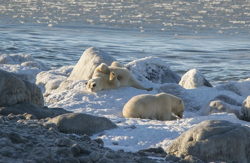 чукотка арктика море медведь белый полярный морской мыс кожевникова Южный берег.... фото превью