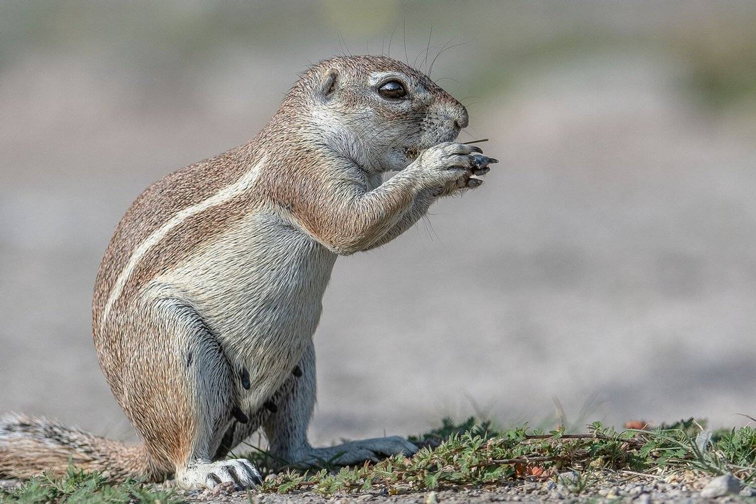 намибия, Александр Маркелов