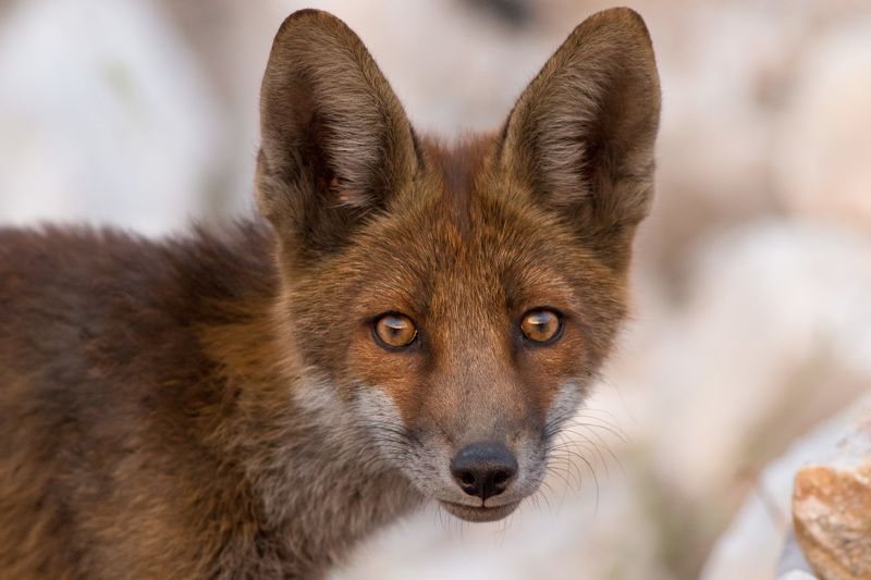 Маленькие лисы фото превью