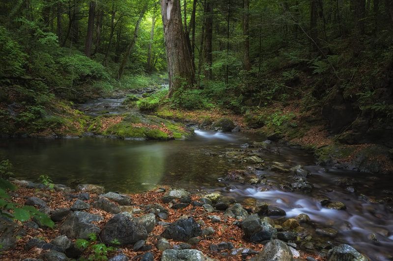 река Таёжная (Пензал) фото превью