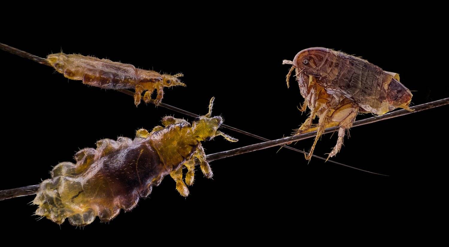 ceclii, macro, extrememacro, Tsvetan Ganev