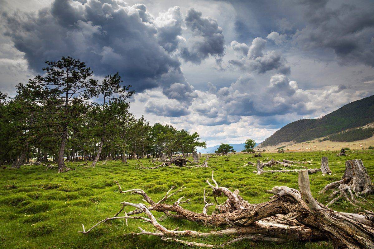 гроза, озеро байкал, коряга, кочки, лето, Вячеслав Мельников