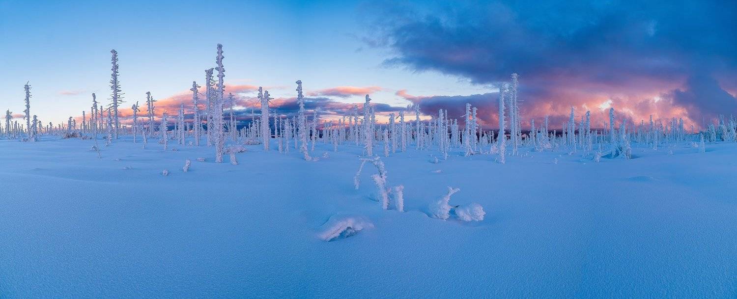 tree,trees,snow,snowy,winter,plain,nature,landscape,mysterious,magic,magical,nobody,world,planet,lonely,, David Charouz