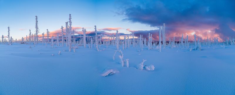 tree,trees,snow,snowy,winter,plain,nature,landscape,mysterious,magic,magical,nobody,world,planet,lonely, Mysterious trees. фото превью