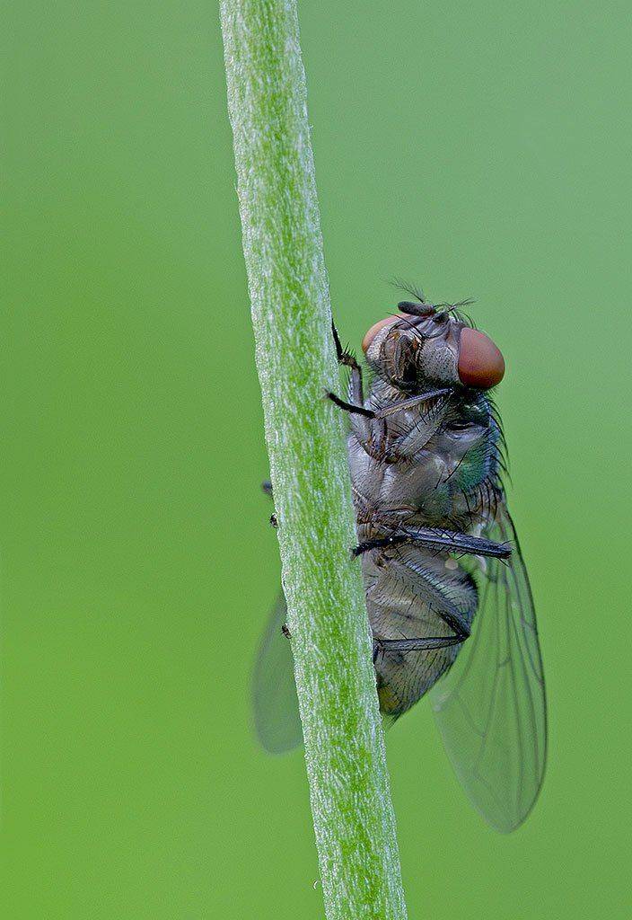 макро, насекомые, мухи, Александр Земляной