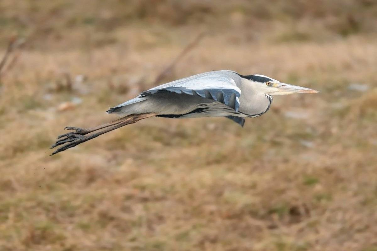 птицы birds slovakia, Jaroslav Mego