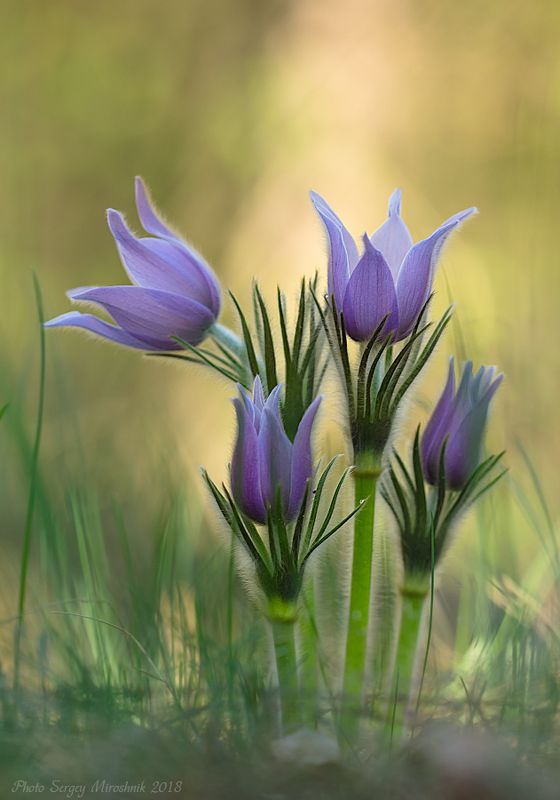 Сон - трава фото превью