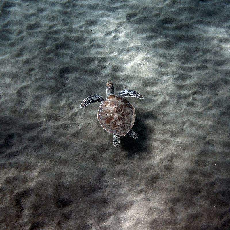 Полет черепашки фото превью