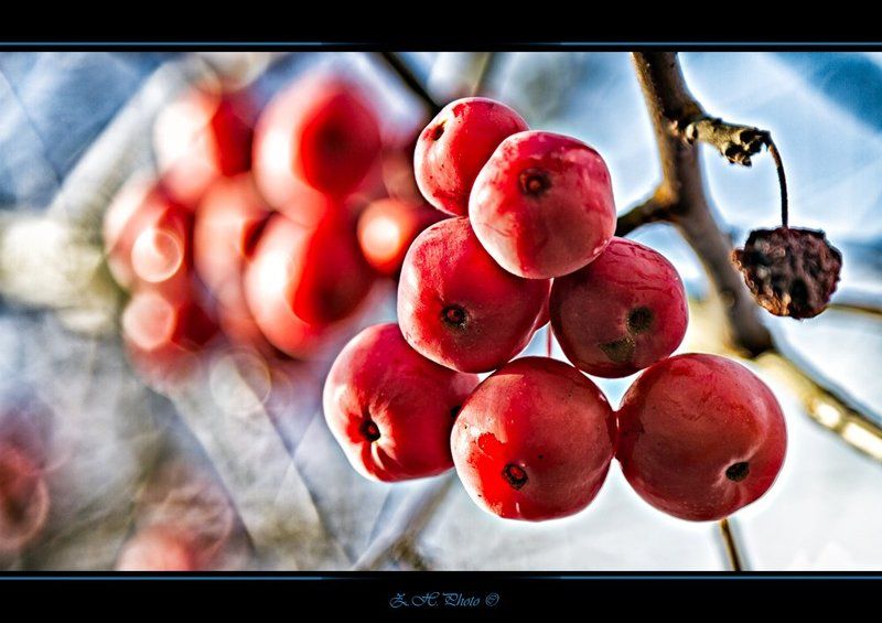 fruits, branches, sky, bokeh, red, blue, autumn No one will pick them фото превью
