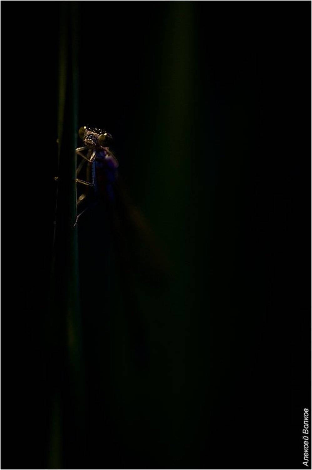 стрекоза, сумерки, Алексей Волков
