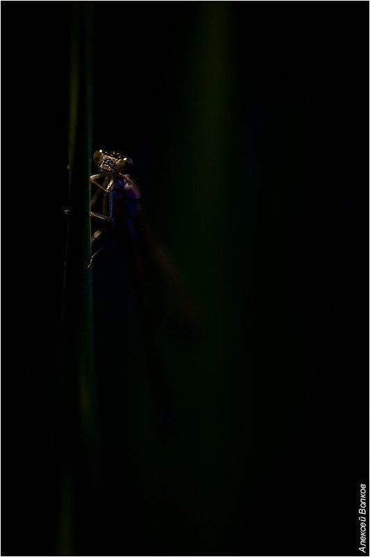 стрекоза, сумерки Сумерки фото превью