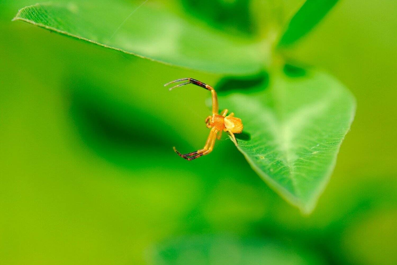 , Срђан Васиљевић