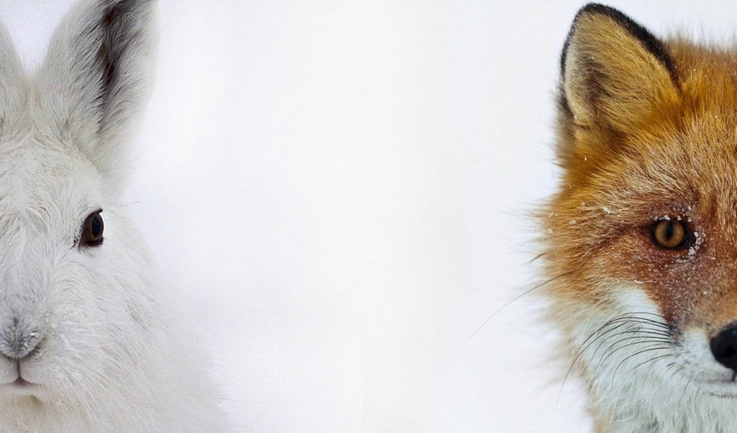 лис, заяц, Иван Кислов