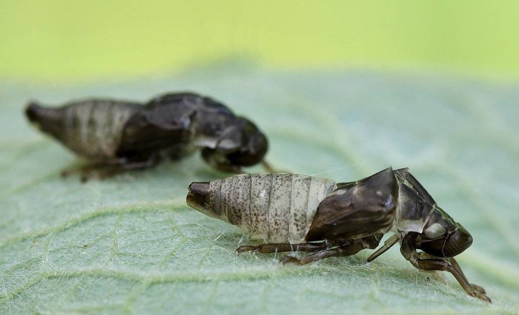 , Сергей Таланов
