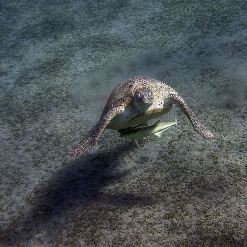 Черепахи Абу Дабаб, Марса Алам, Египет - 2 фото превью