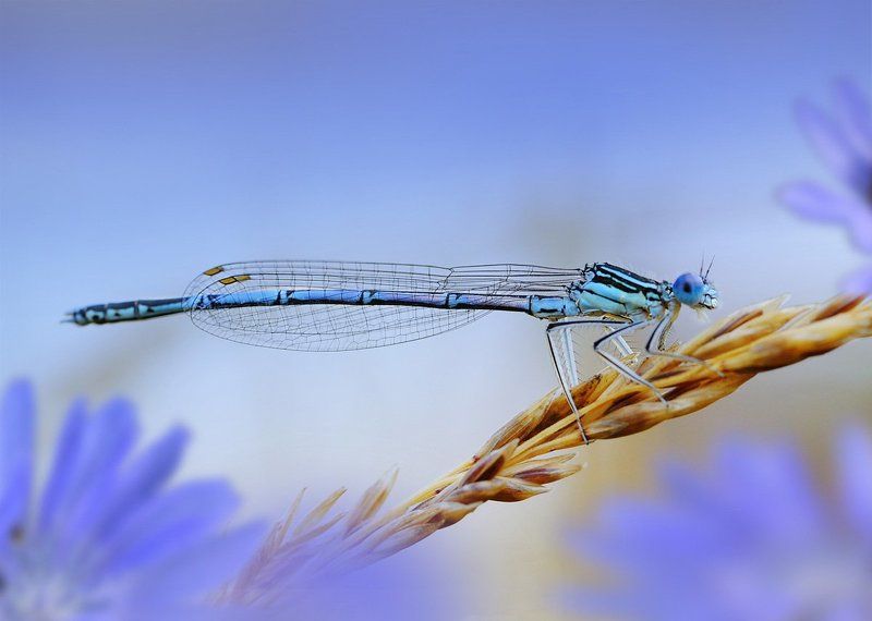 Лазурь да бирюза фото превью