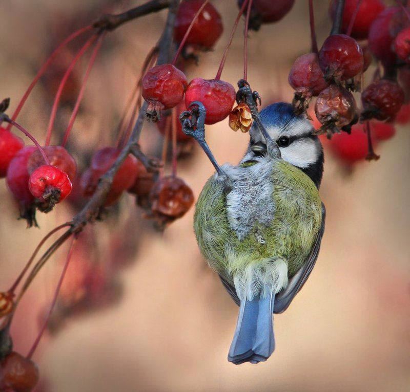 Зоркий глаз. фото превью