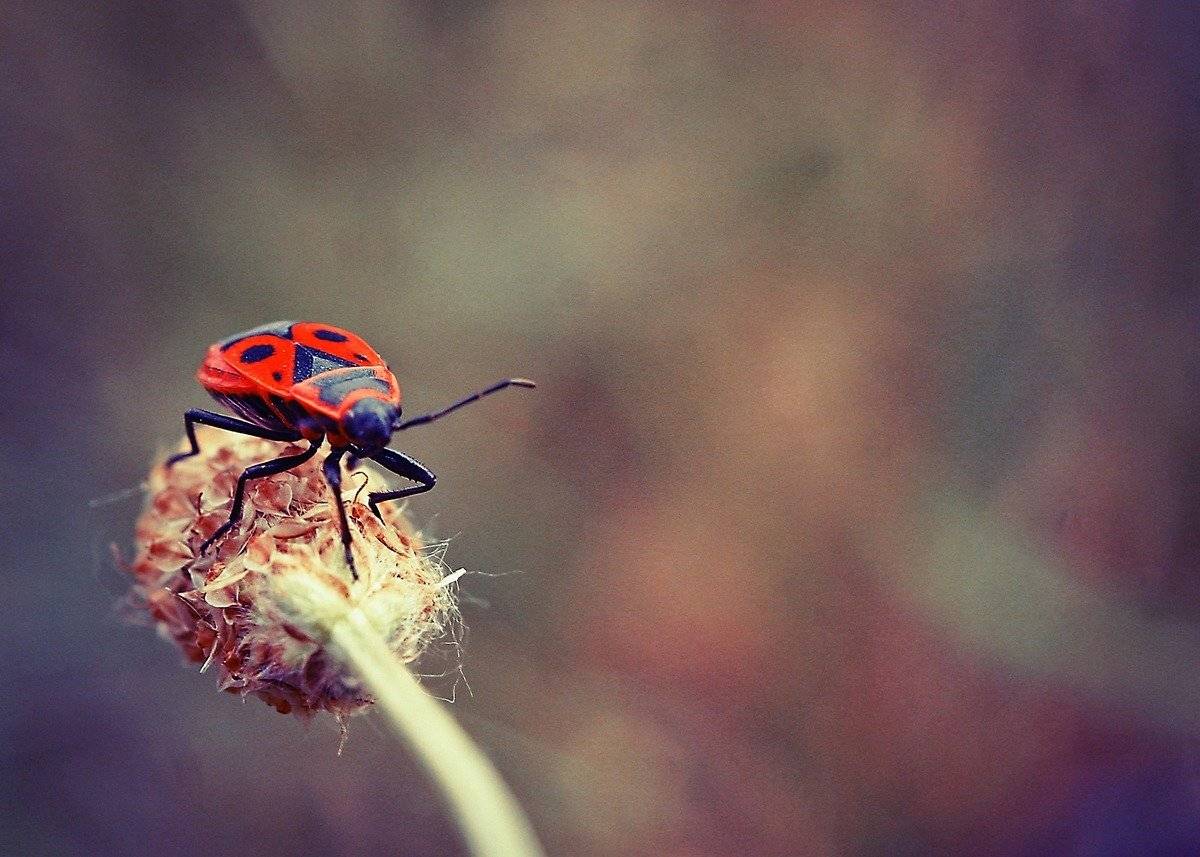 , Михалакий Дмитрий