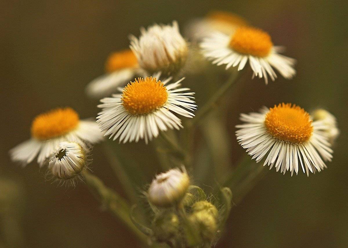 , Михалакий Дмитрий