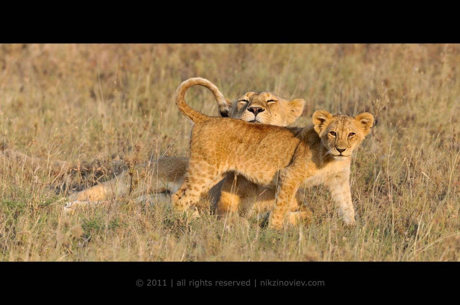 львица,  львенок, сын, дикая природа,  животные, африка, зиновьев николай, Николай Зиновьев
