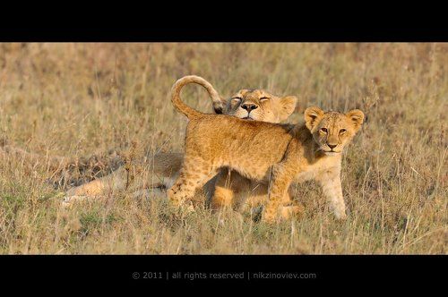 Мамкина гордость