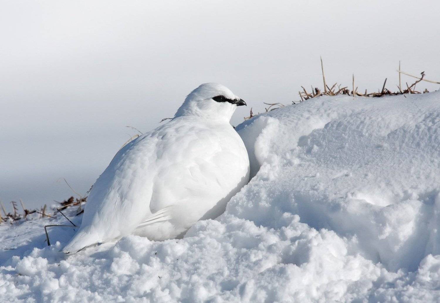 тундряная куропатка, снег, Utkin  Dmitriy