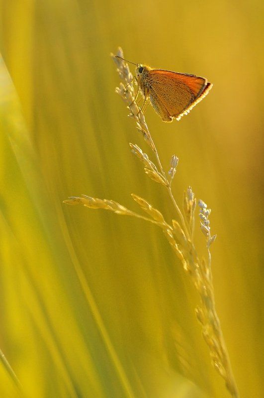В золотых лучах фото превью